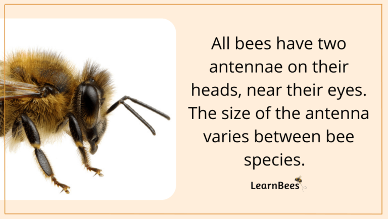 bee-antennae-101-interesting-facts-and-uses