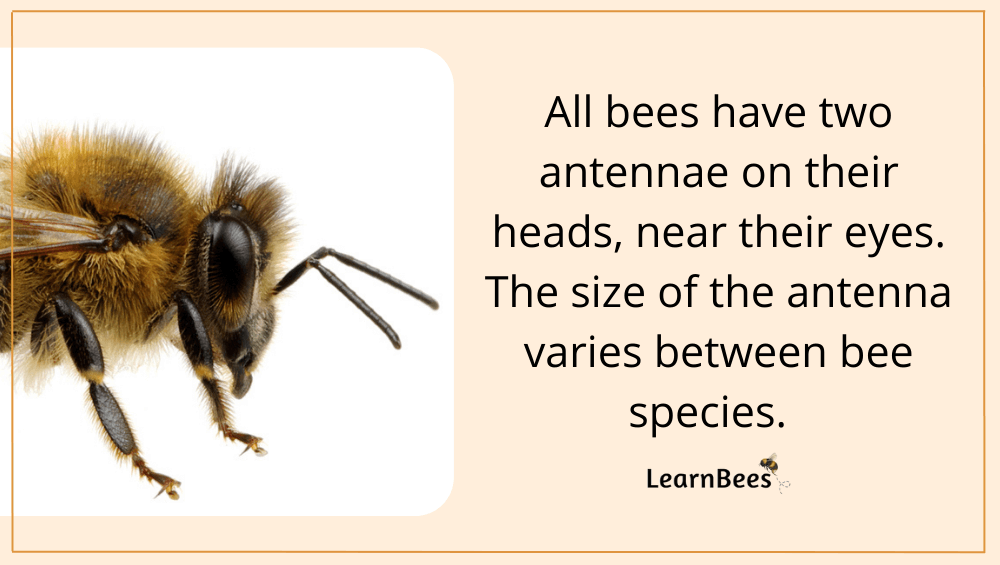 bee antennae