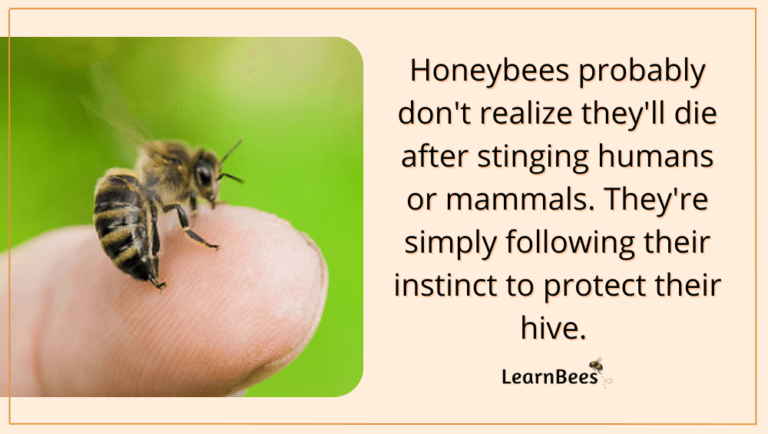 Do Bees Die When They Sting? - LearnBees