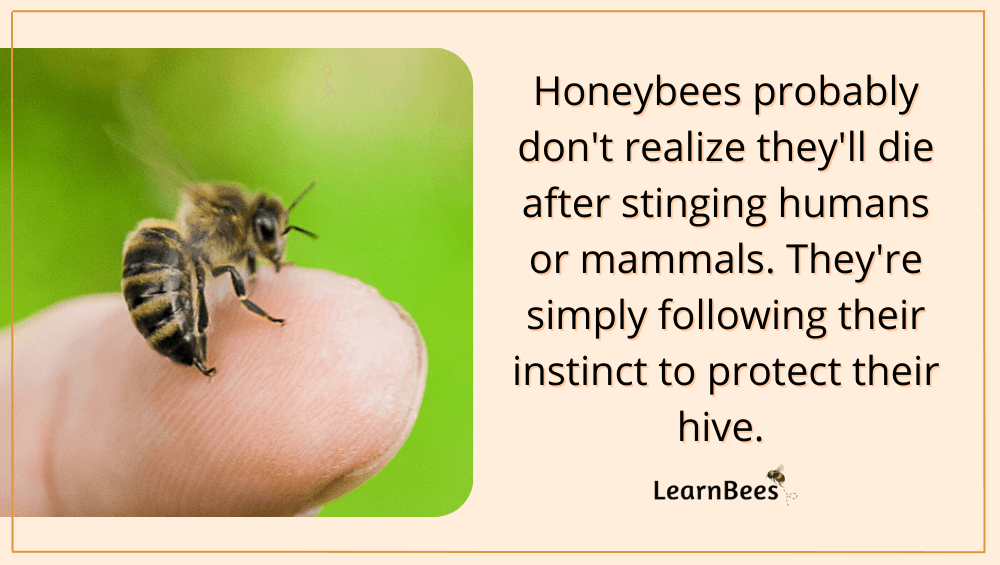 Do bees die when they sting?