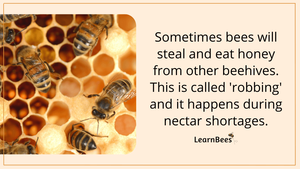 do queen bees eat honey?