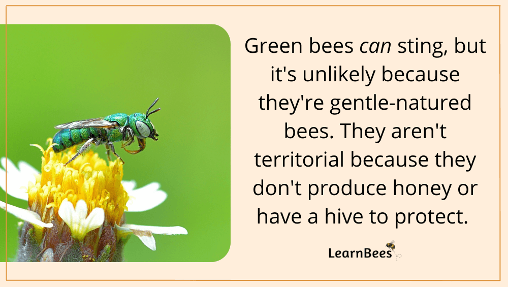 green bees
