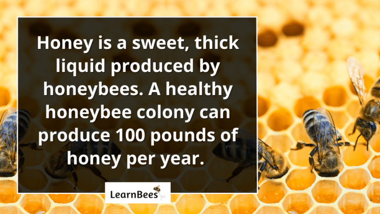 Is Honey Bee Poop? - Learnbees