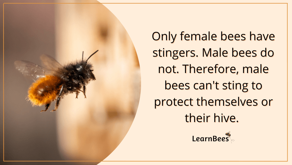 Do bees die when they sting?