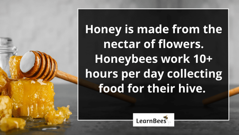 Is Honey Bee Poop? - LearnBees