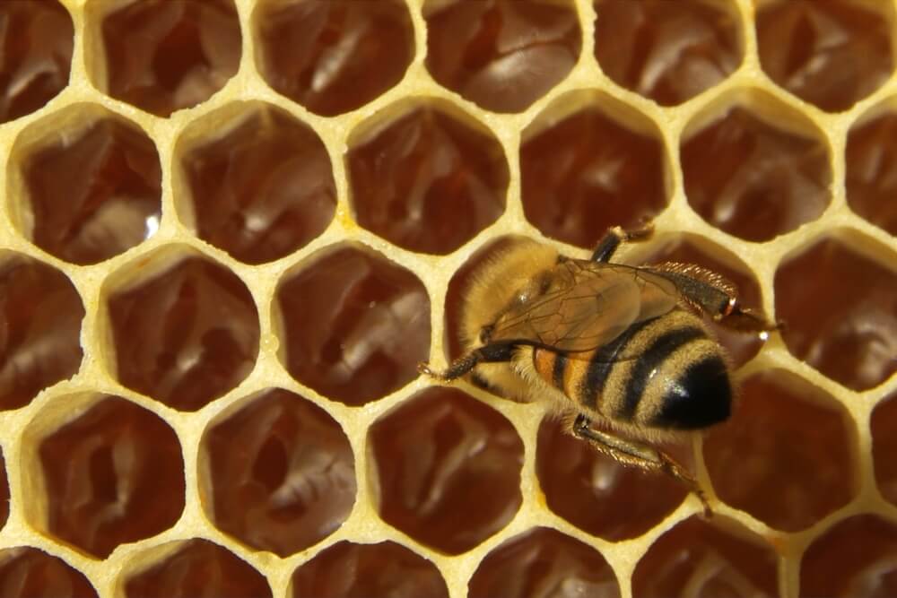 honeybees inside honeycomb