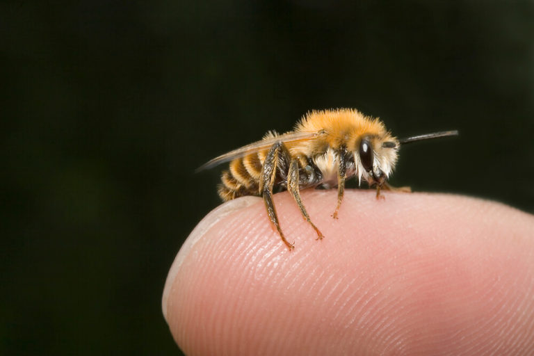 Do Some Native Bees Sting? Understanding the Buzz About Stinging Bees