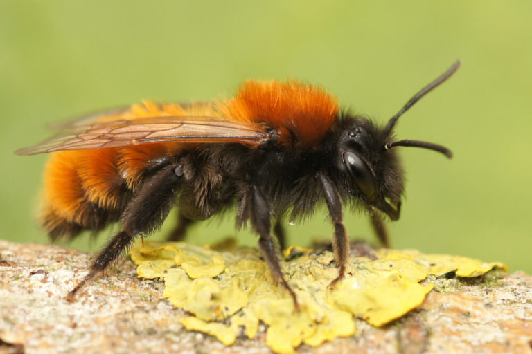 close up of bee antennae