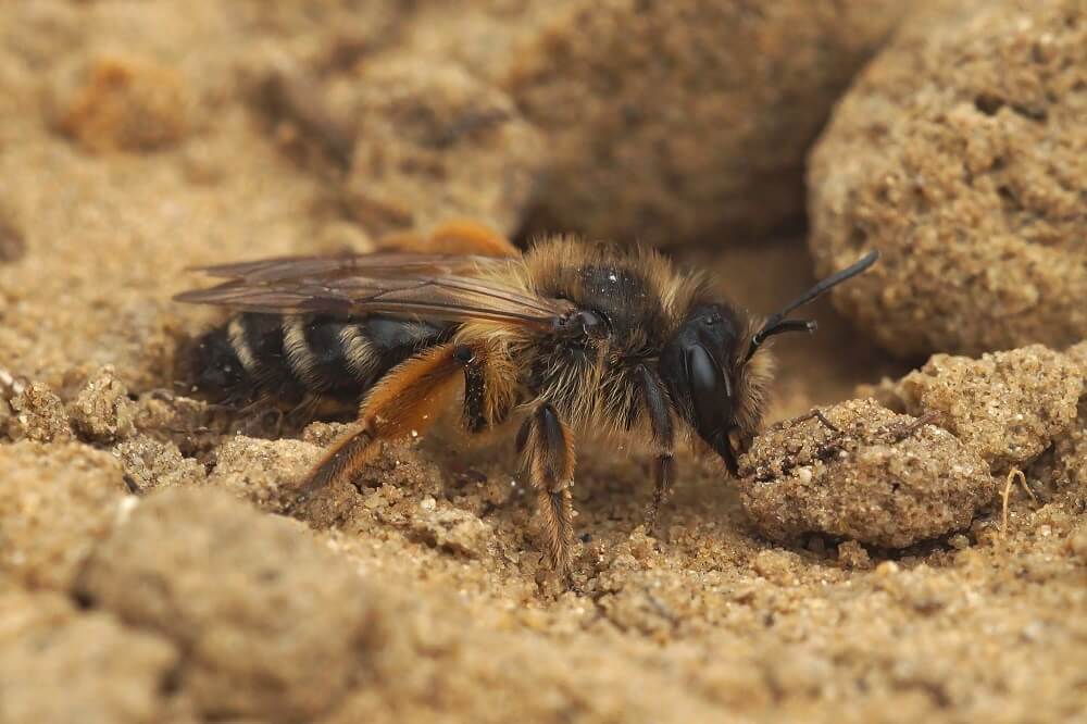 digger bee (mining bee) digging into soil