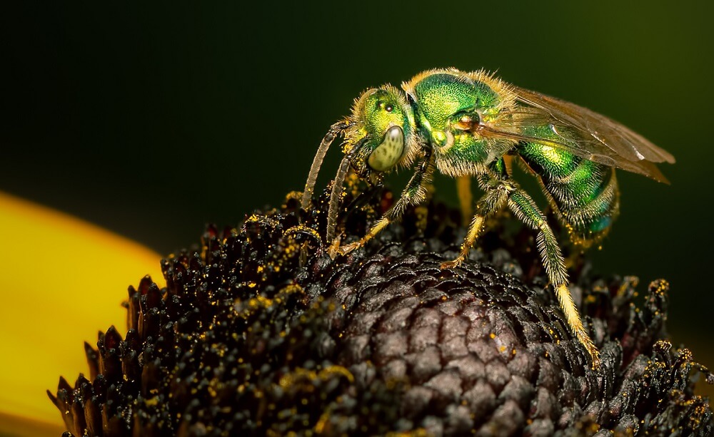 green bee (sweat bee) sitting on flower