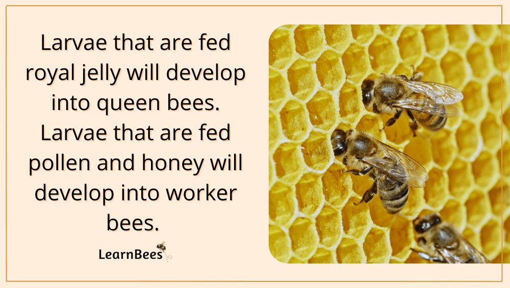 do queen bees eat honey?