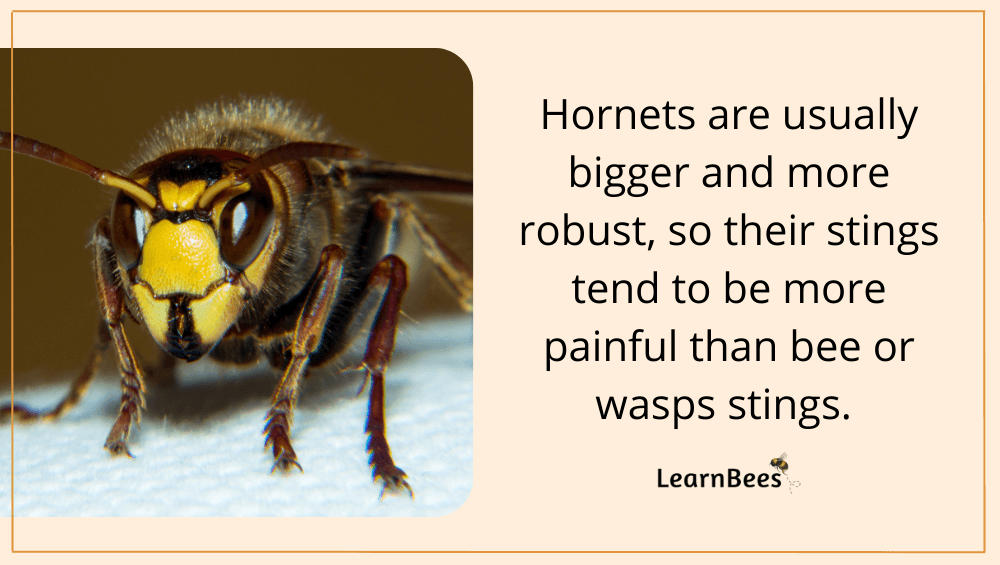 wasps vs. hornets vs. bees