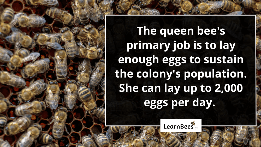 queen bee versus worker bee