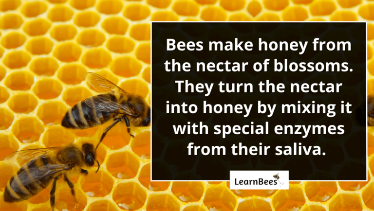 How Do Bees Make Honey Learnbees 1425