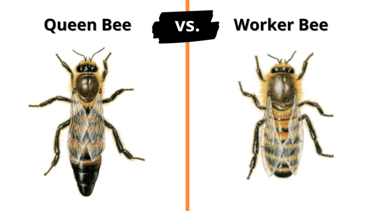 Queen Bees Versus Worker Bees: How Do They Compare?