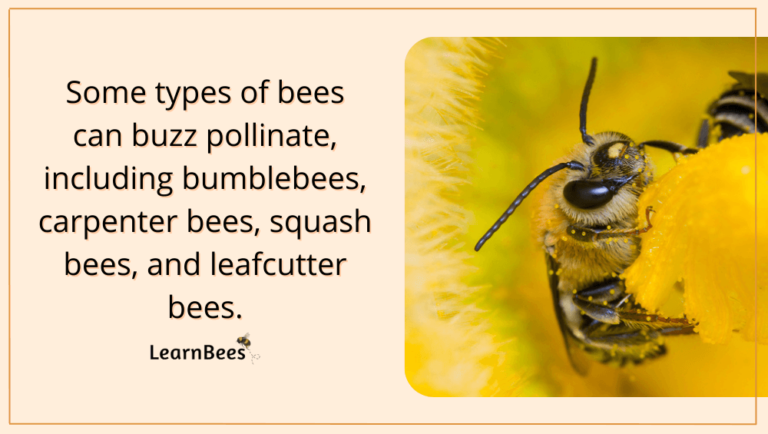 Bee Pollination 101: How Do Bees Pollinate Step By Step?