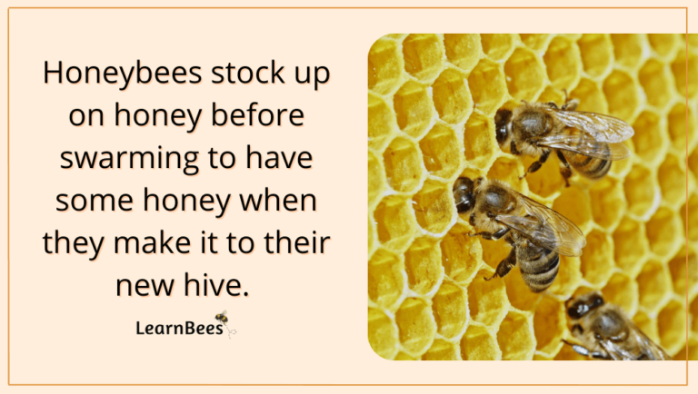 Honeybee Swarms 101: Everything You Need To Know