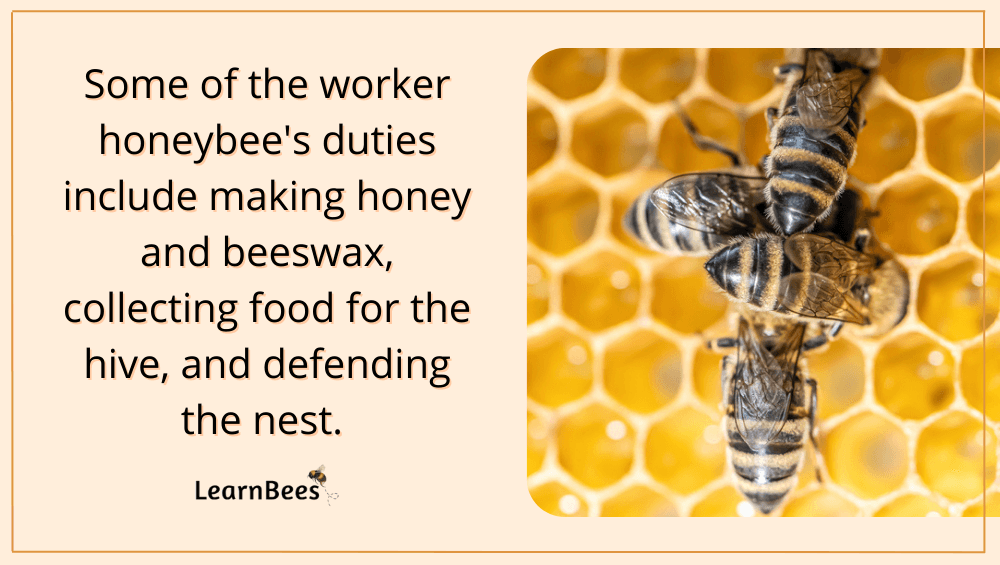 queen bee versus worker bee