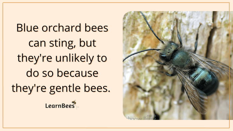 What Are Blue Orchard Bees? - LearnBees