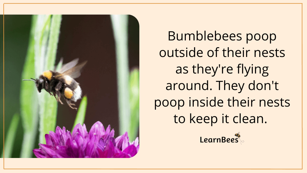 bumblebee poop