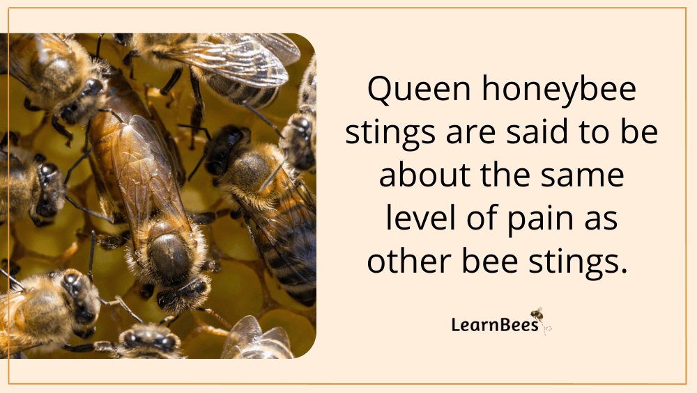 Does a queen bee sting?