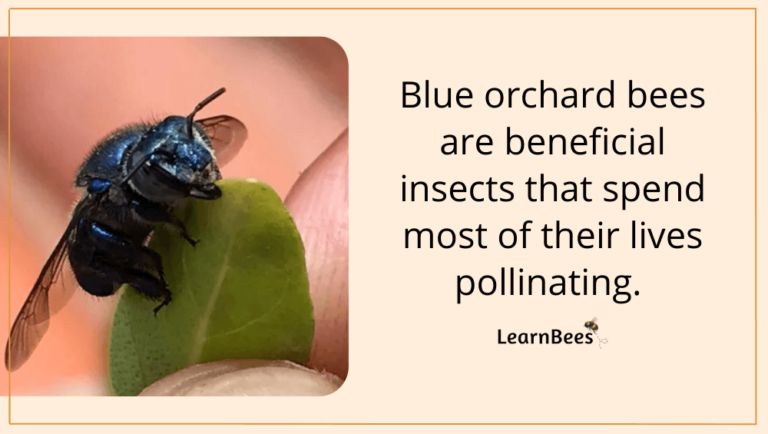 What Are Blue Orchard Bees? - LearnBees