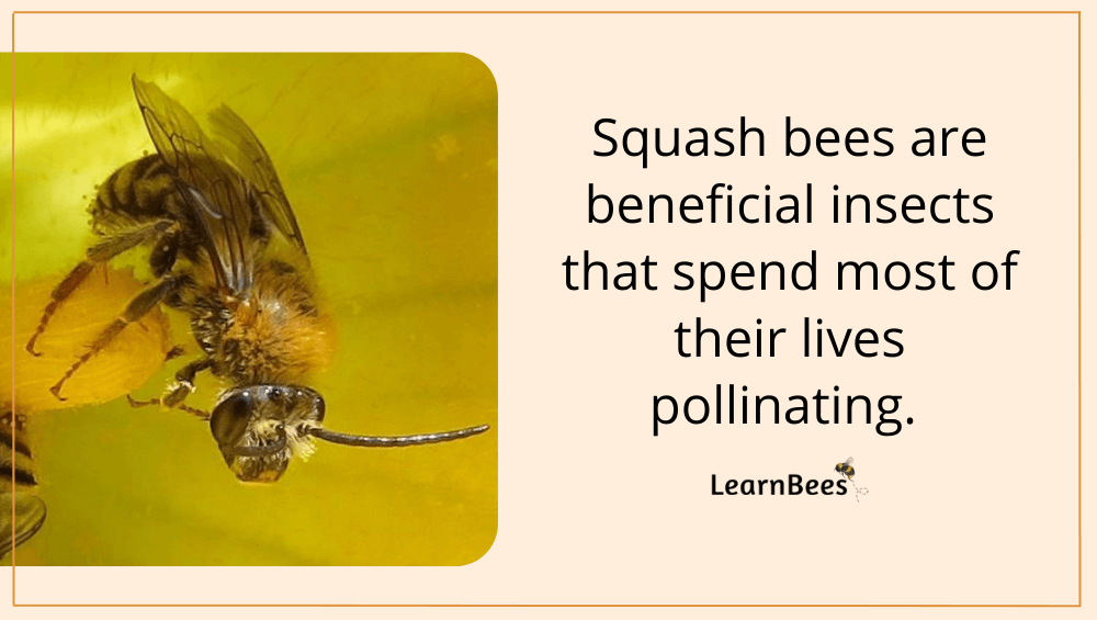squash bees