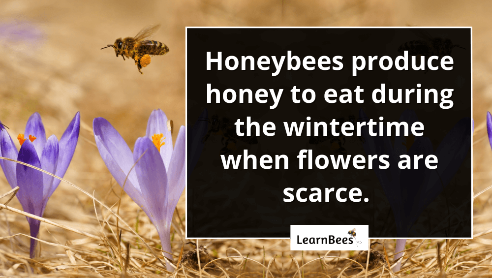 how do bees make honey?