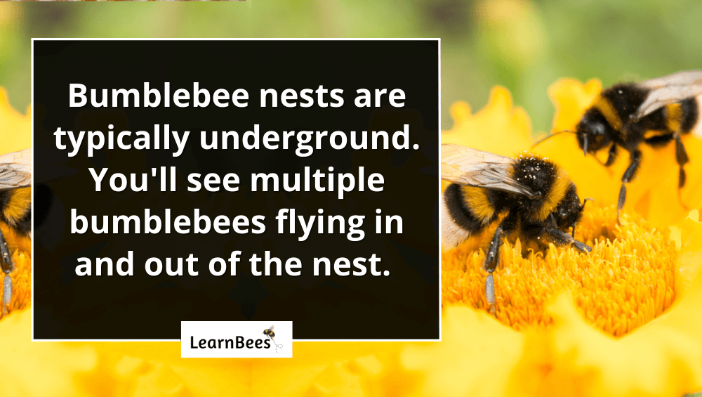 Where do bumblebees live?