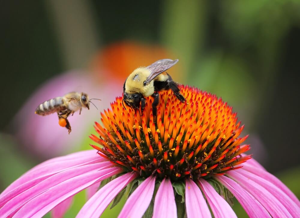 honeybee and bumblebee pollinating purple flower