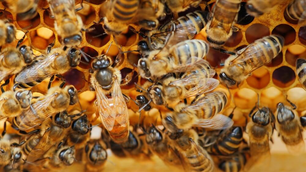 queen honeybee surrounded by worker honeybees