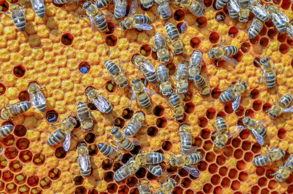 honeybees making honey
