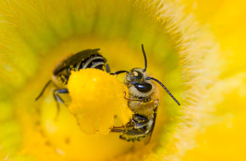 squash bees inside squash flower
