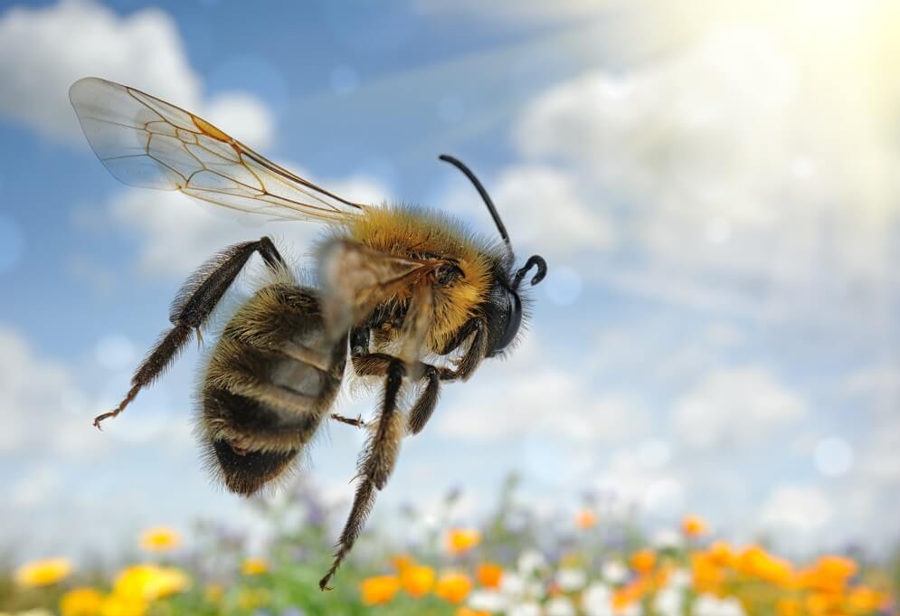 queen bee flying