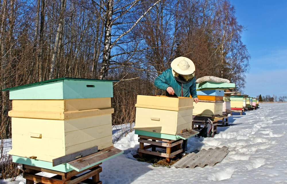 beehives in the winter