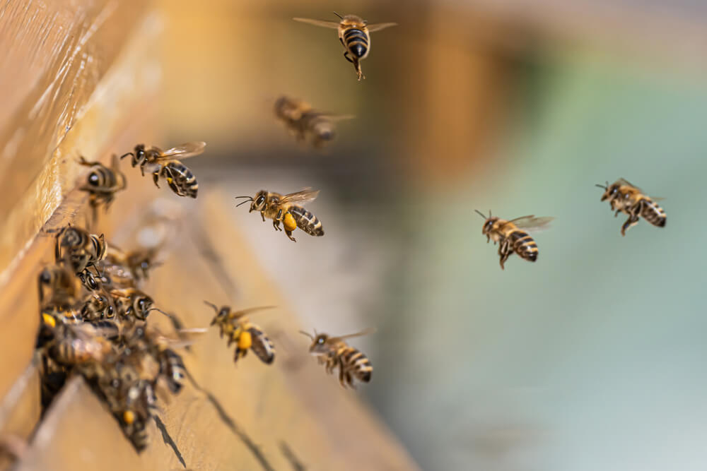 how are queen bees made?
