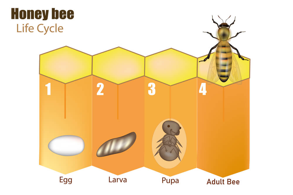 bee eggs