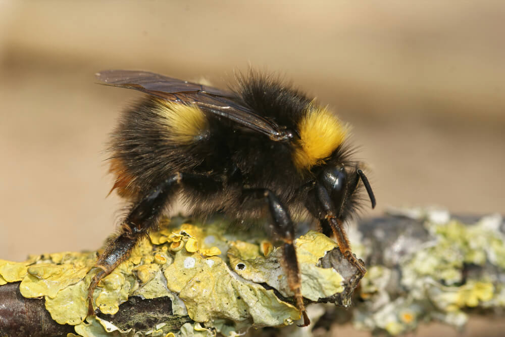 Queen bumblebee sitting on branch