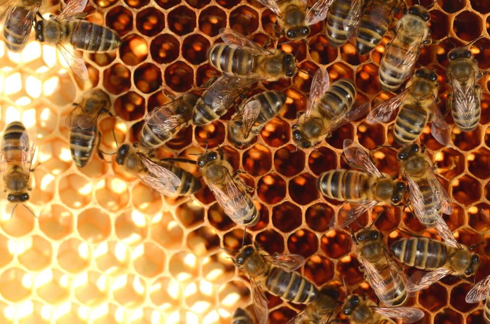 honeybees making honey in beehive