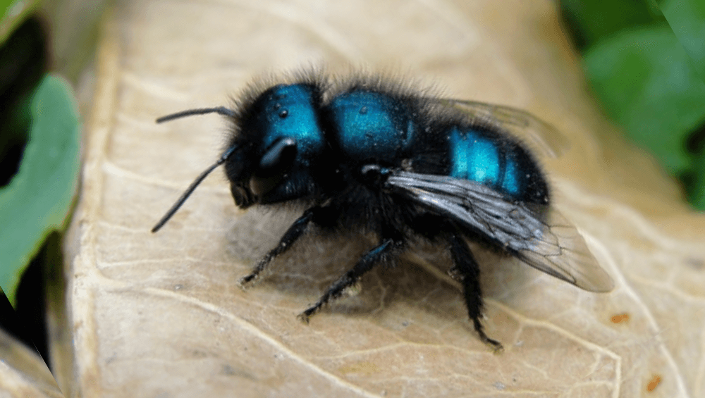 blue orchard bees