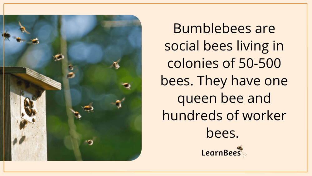 Where do bumblebees live?