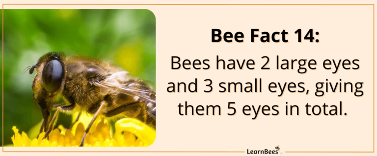 15 Fascinating & Fun Facts About Bees (+ Pictures!) - LearnBees