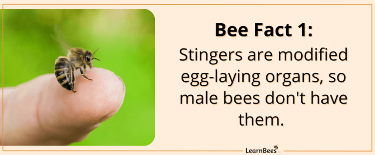 15-fascinating-fun-facts-about-bees-pictures-learnbees