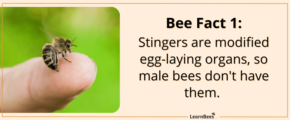 fun facts about bees