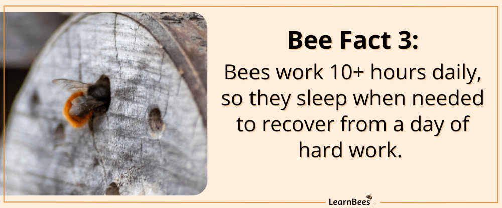 fun facts about bees