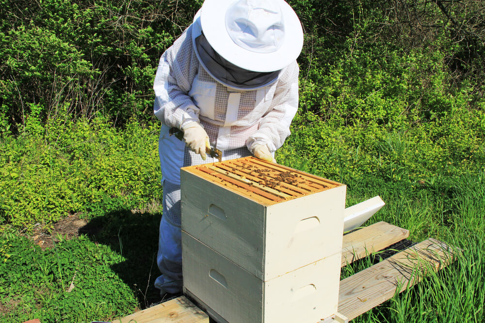 beekeeper inspecting modern hive (langstroth hive)