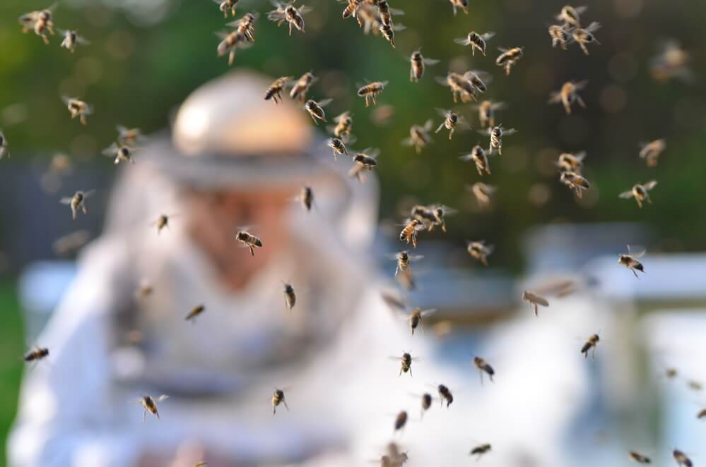 mean bees swarming