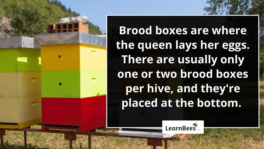 brood boxes