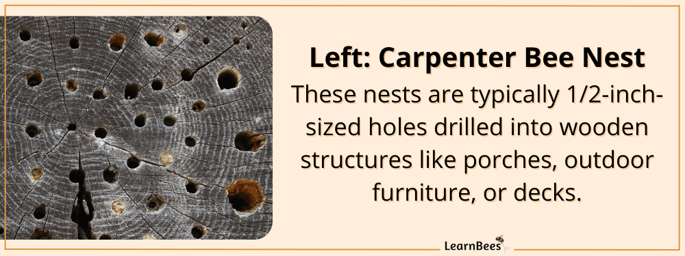 carpenter bees nest
