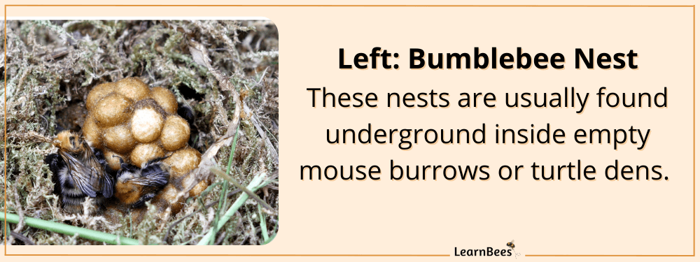 bumblebees nest